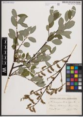 Foto von Salix caprea L. x Salix repens L.